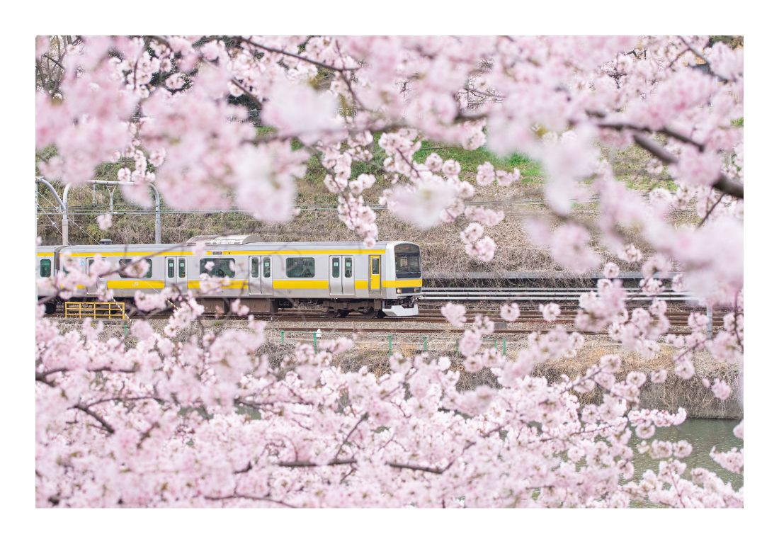 作品名：桜並木を走る鉄道