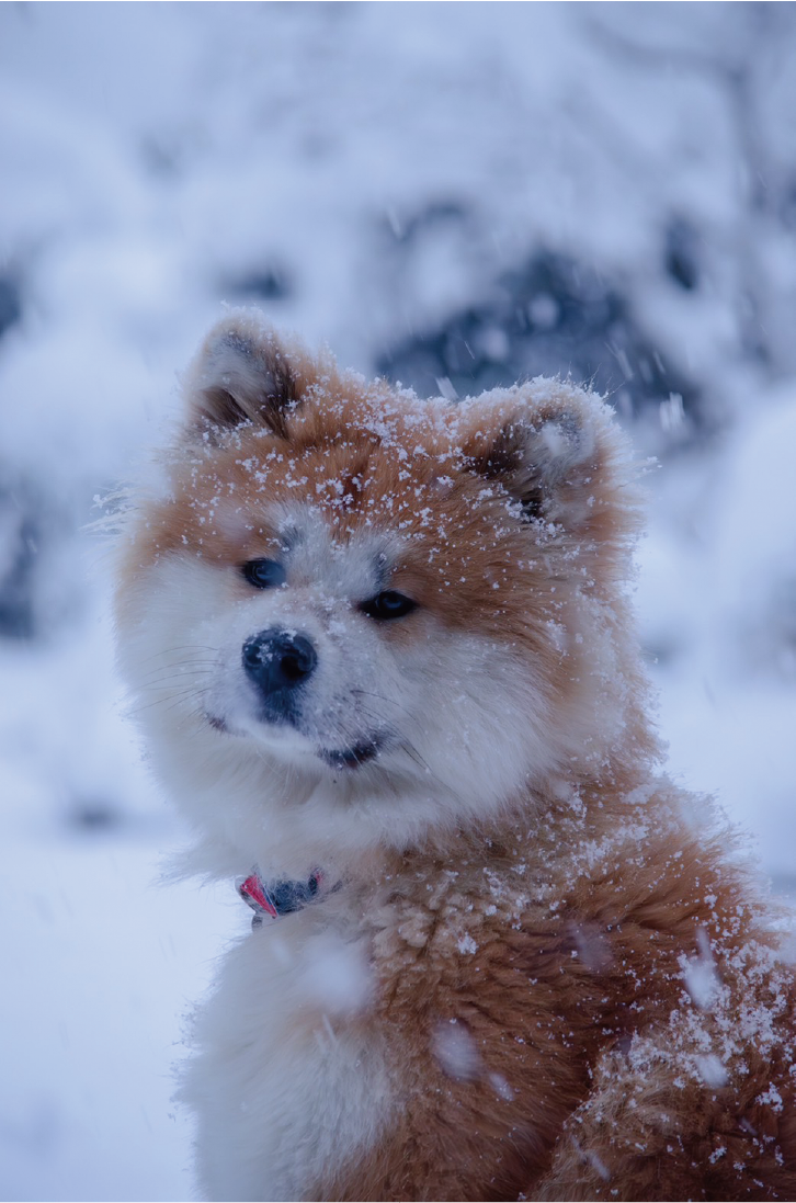 「秋田犬新聞」写真掲載
